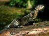 Ein Otter im Nationalpark Duna-Drava