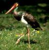 A Black Stork