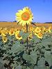 Sonnenblumen werden in Ungarn auch landwirtschaftlich angebaut